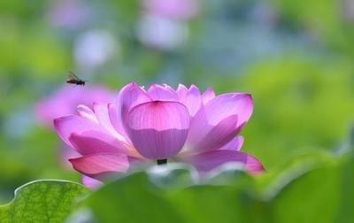 一生只有一个伴侣的生肖 爱上了就是一辈子