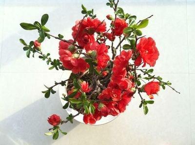 5月一到小日子红红火火 财旺运旺 收入提升的生肖