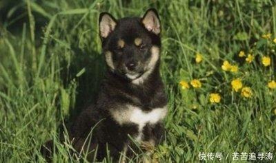 5月份出生的属狗的人命运是怎样