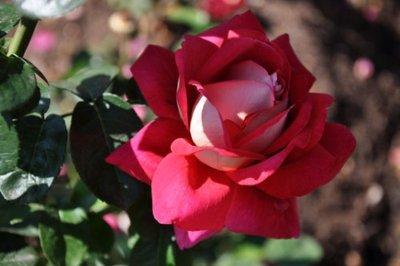5月桃花汇聚 有吉星拱照 爱情财富两手抓的生肖