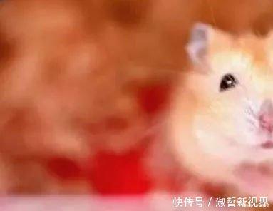 一生属鼠什么颜色旺 看你选对了没有