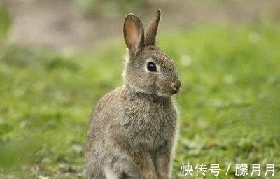 63年属兔的2025年年龄多大了 今年会有好运吗