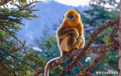 2025年蛇年是什么命 17年属鸡人运势好吗 2025年蛇年是什么命 17年属鸡人运势好吗