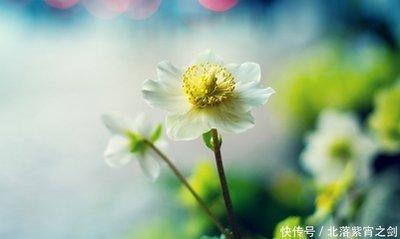 一生桃花运缠身的属相(一生桃花运缠身的属相男)