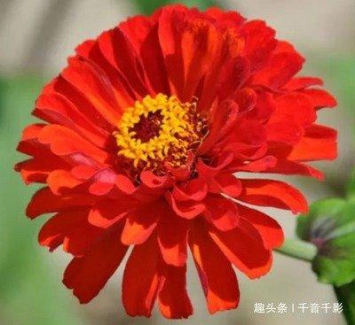 中年福气旺盛的几大生肖  谁是福气越来越好的