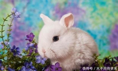 中年遇贵人 2025年中富贵不请自来的三个生肖