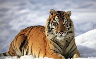 2026年马年生肖虎的人七月运势解析