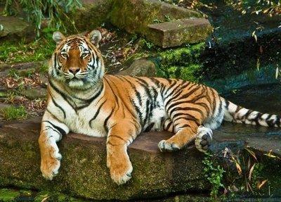 2026年马年生肖虎的人七月运势解析