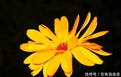 6月迎来运势逆转 7月初有望收获大财的生肖