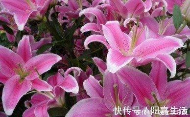 一辈子不愁吃穿的三大生肖越老越有福