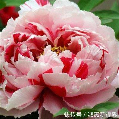 一辈子不愁吃穿的三大生肖越老越有福
