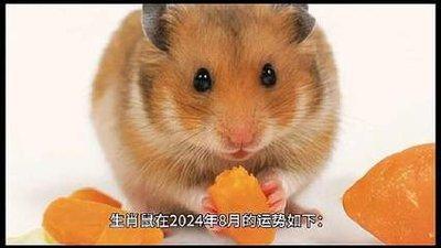 72年的生肖鼠在2025年运势如何