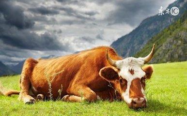 73年出生属相 73年属牛人运势如何