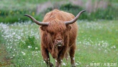 73年出生属相 73年属牛人运势如何