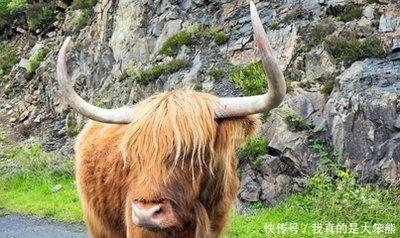 73年属牛劫难 73年属牛人怎么样