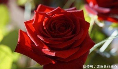 2026桃花运最旺的生肖和马年交桃花运的生肖