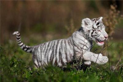 74年属虎本命年的大忌 74年属虎啥命