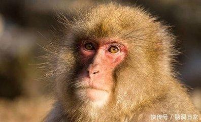 2025生肖猴运势事业运能独占鳌头吗