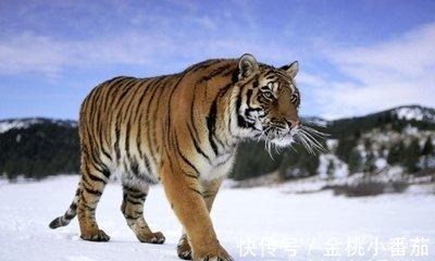 2025生肖虎运势事业运能独占鳌头吗