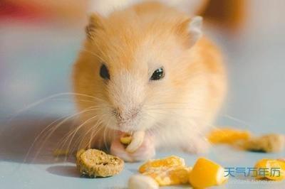 为什么属鼠1996的命苦 几月出生命最不好 为什么属鼠1996的命苦 几月出生命最不好