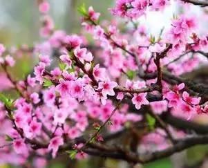 7月烂桃花最多的生肖 感情发展不顺利 7月烂桃花最多的生肖 感情发展不顺利