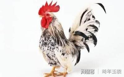 81年出生的鸡人命运如何 3月份出生的属鸡人好吗