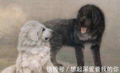 82年属狗和谁最配命中注定的另一半