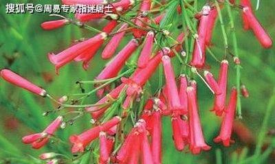 83年属什么2025年的运势如何
