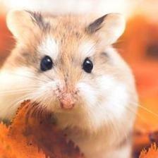 83年属什么该属相2025年运势如何 83年属什么该属相2025年运势如何