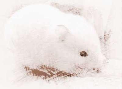 83年属什么该属相2025年运势如何 83年属什么该属相2025年运势如何