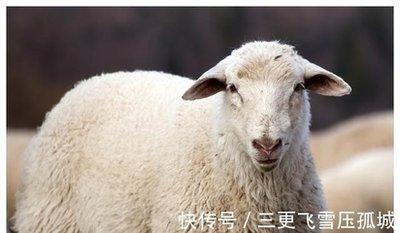 为何属羊的人在年轻时期无法遇到合适的爱情