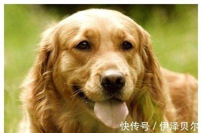 为何说属狗的人二月出生有着良好的2025年运势