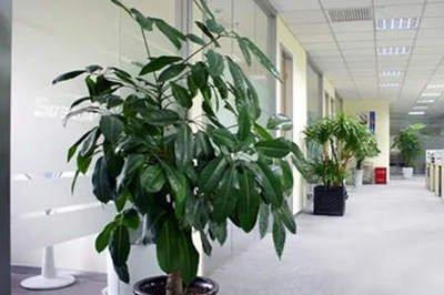 三大办公室植物风水摆放 办公室摆放植物风水知识大全