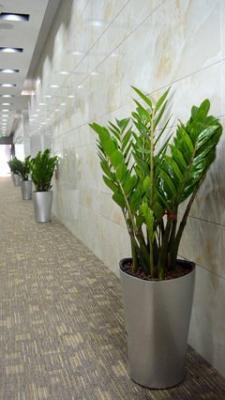三大办公室植物风水摆放 办公室摆放植物风水知识大全