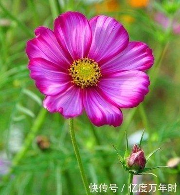 84年已婚属鼠桃花运好不好 哪些月份桃花最旺盛