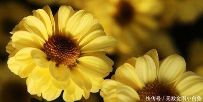 三心两意猜生肖 做事容易三心两意的生肖