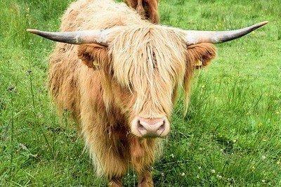 85年出生的是什么命 85年生的属牛人会有好命吗 85年出生的是什么命 85年生的属牛人会有好命吗