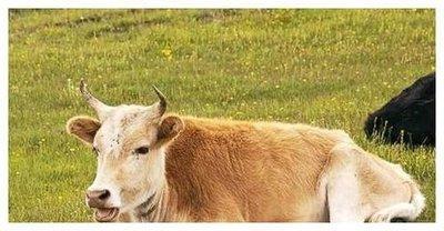 85年出生的是什么命 85年生的属牛人会有好命吗 85年出生的是什么命 85年生的属牛人会有好命吗