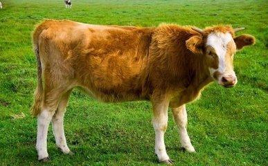 85年属牛什么命 85年出生的属牛人一生命运