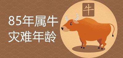 85年属牛女人的财运在2025年有哪些变化