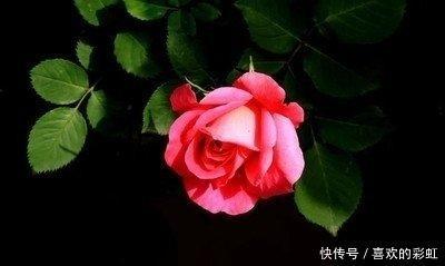 86年出生的人在2025年中桃花运是否旺盛
