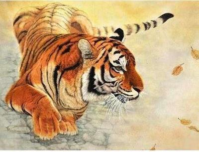 86年属虎的属相婚配表 86年属虎的的人命运