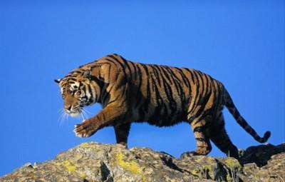 86年苦命虎的第一贵人 86年虎的贵人属相