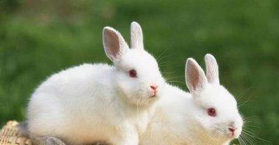 87年女属配什么生肖 属兔女喜欢什么样的男人 87年女属配什么生肖 属兔女喜欢什么样的男人