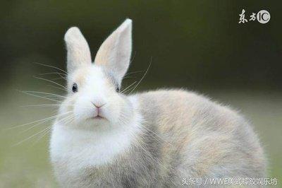 87年属什么的 87年出生的属兔人命运好吗 87年属什么的 87年出生的属兔人命运好吗