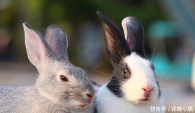 87年属兔何时走大运 1987年兔的大运时间