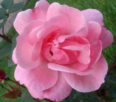 三种桃花运特别旺的手相桃花朵朵开