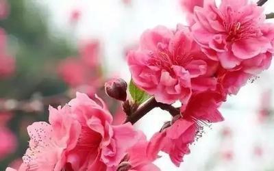 三种桃花运特别旺的手相桃花朵朵开