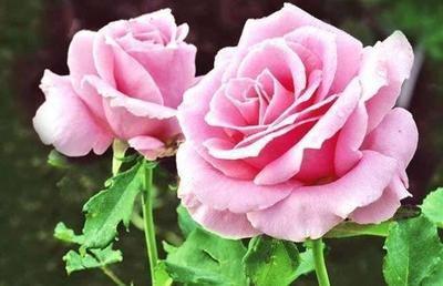 8月生肖桃花指数 谁的的桃花最旺盛
