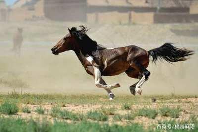 90年属马男婚姻状况 90年属马男跟谁结婚好 90年属马男婚姻状况 90年属马男跟谁结婚好